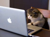 Компьютерная помощь котик