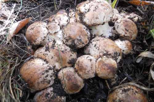 Раскопки грибов морозиков