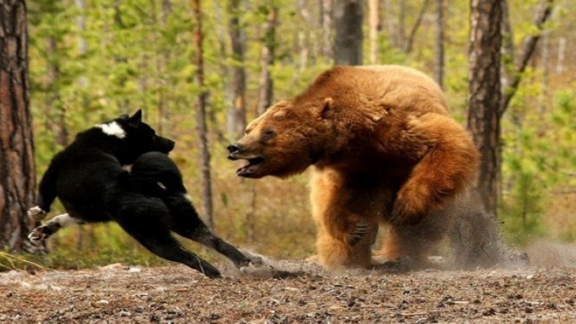 «Спасла девушку только собака»: под Красноярском медведь вышел к дачным участкам 