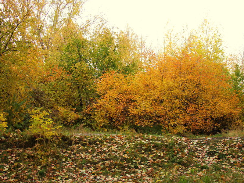 Осень в Красноярске. 2013