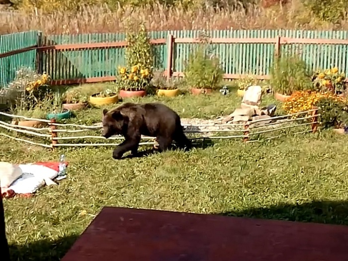 Медведицы с медвежатами особо опасны